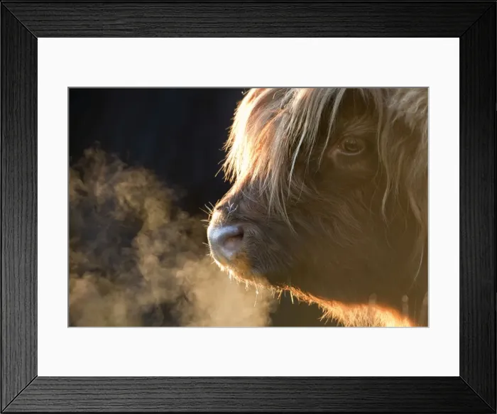 Framed Print : Highland Cattle - breath visible - Norfolk grazing marsh - UK Framed Print : Highland Cattle - breath visible - Norfolk grazing marsh - UK