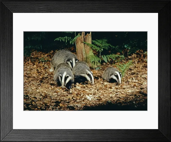 Framed Print : Badgers - adults with 3 month old cub Framed Print : Badgers - adults with 3 month old cub