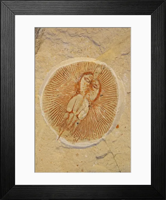 Framed Print : Fossil Ray - Cretaceous - Houla - Lebanon - 96 million years old Framed Print : Fossil Ray - Cretaceous - Houla - Lebanon - 96 million years old