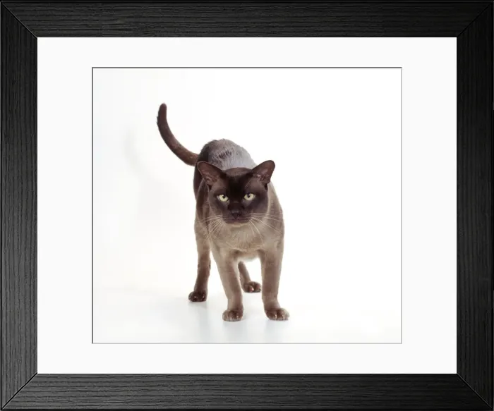Framed Print : Cat JD 14840 Burmese Chocolate © John Daniels / ARDEA LONDON Framed Print : Cat JD 14840 Burmese Chocolate © John Daniels / ARDEA LONDON
