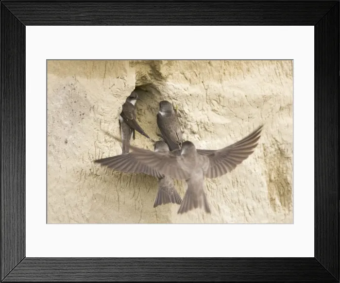 Framed Print : Sand Martin - rival pair try to take occupied nest site Riparia riparia Hungary BI19840