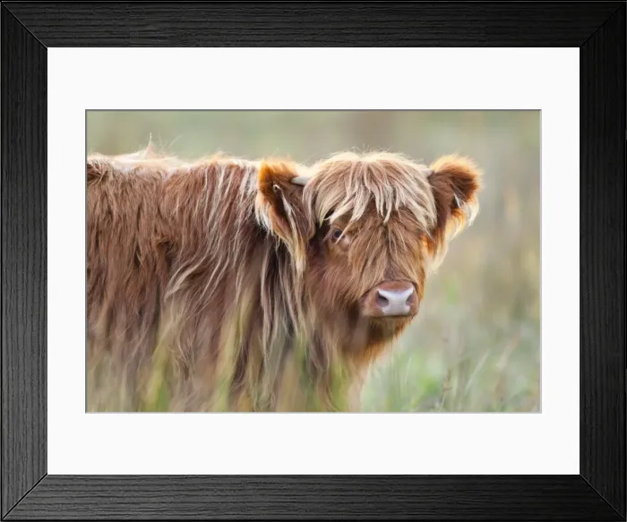 Framed Print : Highland Cattle - Norfolk grazing marsh - UK Framed Print : Highland Cattle - Norfolk grazing marsh - UK