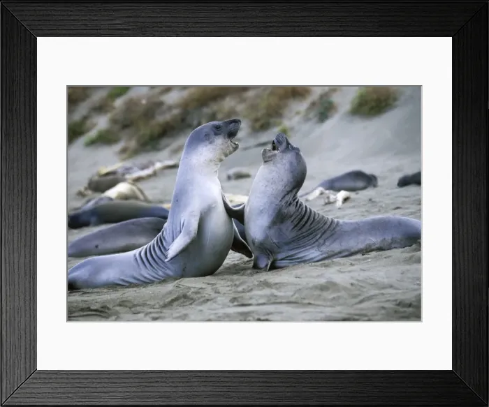 Framed Print : Northern Elephant Seal - weaned pups play-fighting - Piedras Blancas colony - California coast - North America - Pacific Ocean Framed Print : Northern Elephant Seal - weaned pups play-fighting - Piedras Blancas colony - California coast - North America - Pacific Ocean