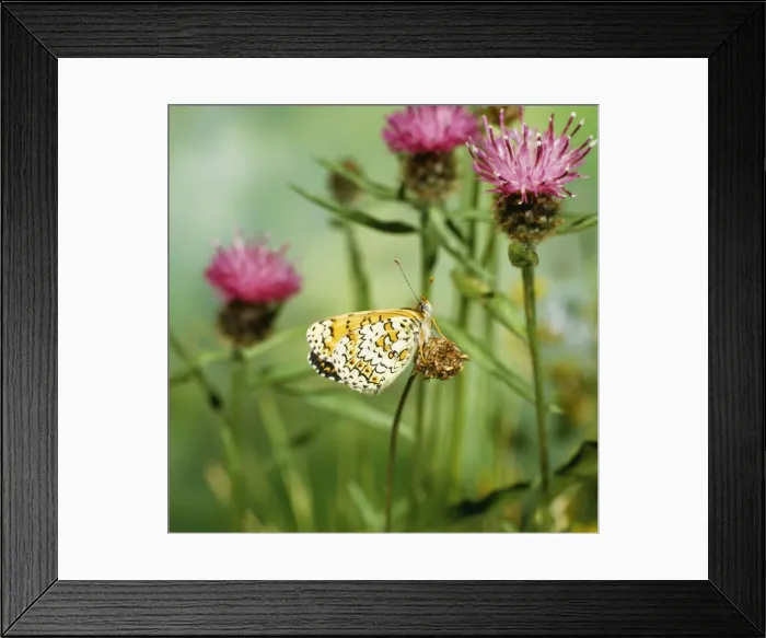 Framed Print : Glanville Fritillary - on flower Framed Print : Glanville Fritillary - on flower