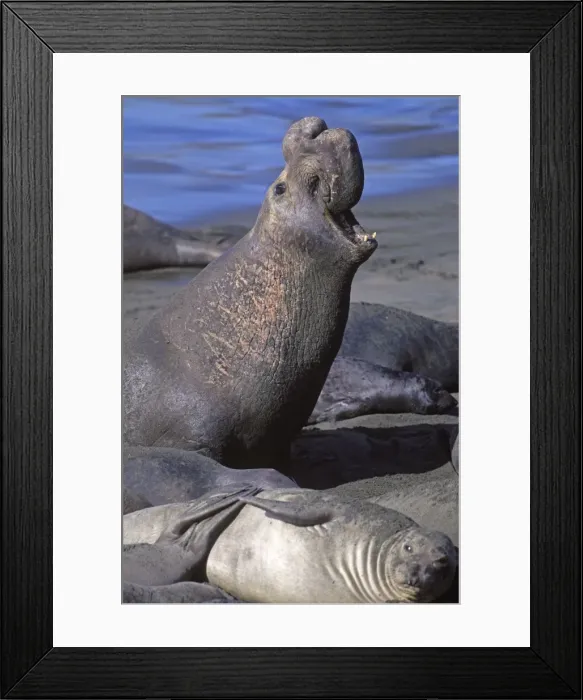 Framed Print : Northern Elephant Seal - adult male on the beach - Piedras Blancas colony - California coast - North America - Pacific Ocean Framed Print : Northern Elephant Seal - adult male on the beach - Piedras Blancas colony - California coast - North America - Pacific Ocean