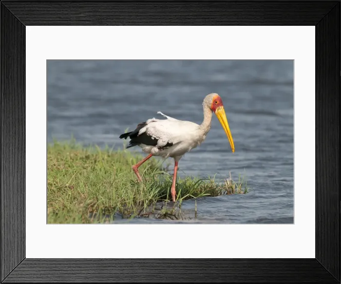 Framed Print : Yellow-Billed Stork - stepping into river - Chobe River - Botswana