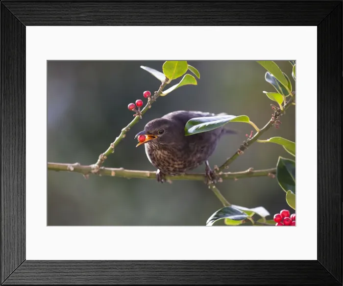Framed Print : Blackbird - female - on holly - eating berries - UK Framed Print : Blackbird - female - on holly - eating berries - UK