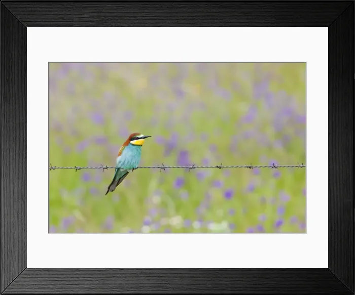Framed Print : European Bee-eater - adult perching on a barbed wire fence with wild flowers behind - Southern Spain Framed Print : European Bee-eater - adult perching on a barbed wire fence with wild flowers behind - Southern Spain
