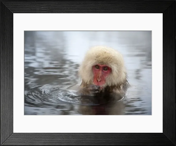 Framed Print : Japanese Macaque - in pool putting food in mouth - Jigokudani Park - Japan Framed Print : Japanese Macaque - in pool putting food in mouth - Jigokudani Park - Japan