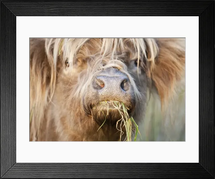 Framed Print : Highland Cattle - chewing on grass - Norfolk grazing marsh - UK Framed Print : Highland Cattle - chewing on grass - Norfolk grazing marsh - UK
