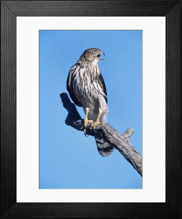Framed Print : Cooper's Hawk - Junvenile on branch Cape May, New Jersey, USA Framed Print : Cooper's Hawk - Junvenile on branch Cape May, New Jersey, USA