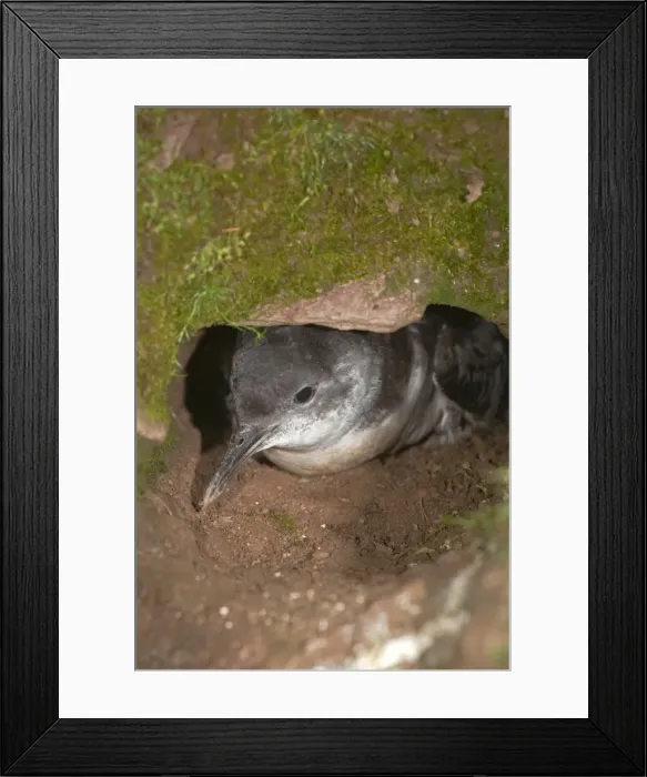 Framed Print : Manx Shearwater - at the entrance to its burrow Framed Print : Manx Shearwater - at the entrance to its burrow