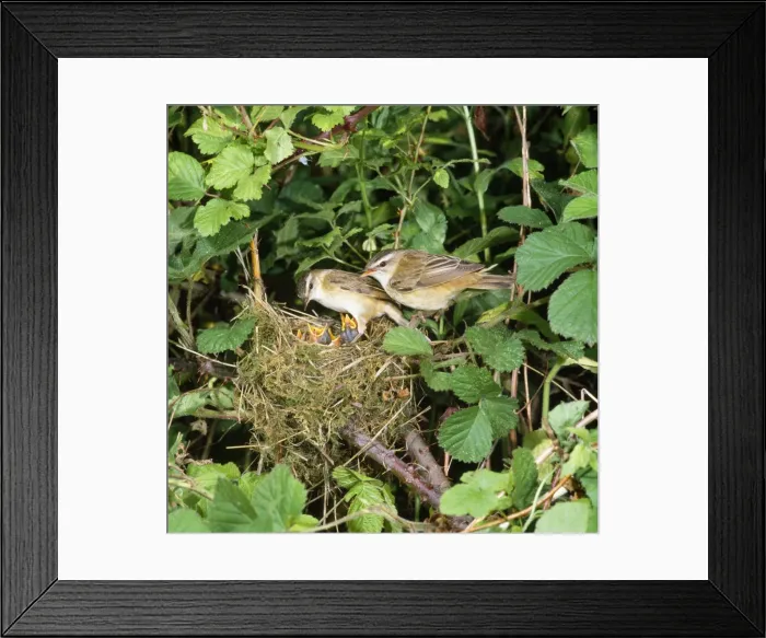 Framed Print : Sedge Warbler - at nest with young Framed Print : Sedge Warbler - at nest with young