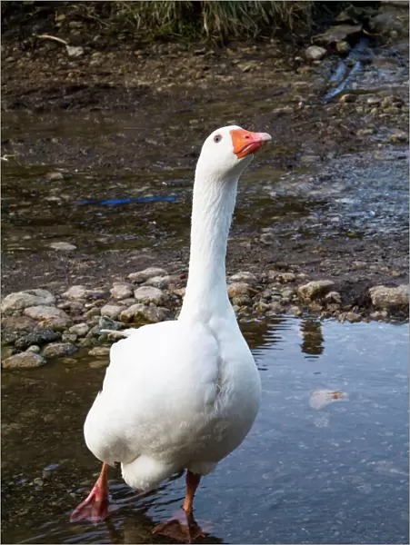 Feral Goose - in a farmyard puddle - Wiltshire - England - UK