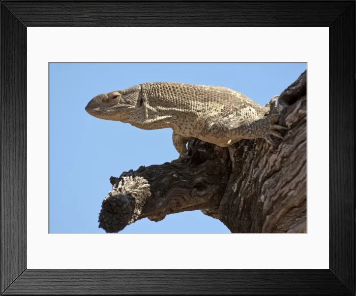 Framed Print : Rock Monitor - on tree branch - close up of head and chest - Mashatu Game Reserve - Botswana Framed Print : Rock Monitor - on tree branch - close up of head and chest - Mashatu Game Reserve - Botswana