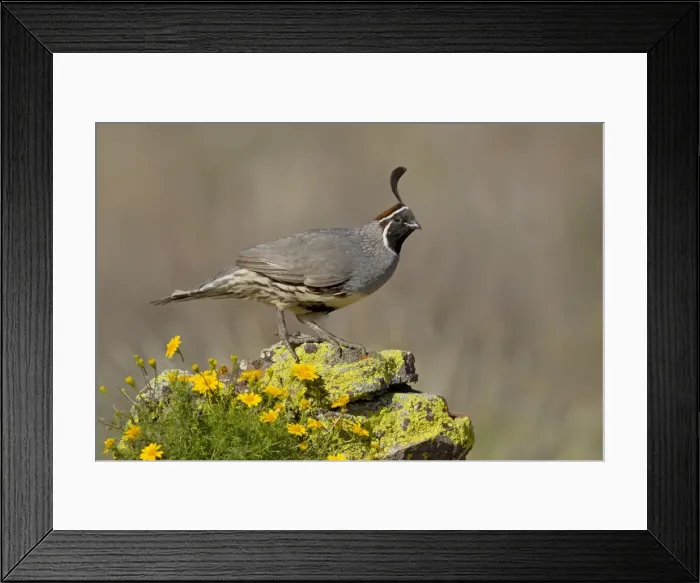 Framed Print : Gambel's Quail - adult male - March - Southeast Arizona - March - USA Framed Print : Gambel's Quail - adult male - March - Southeast Arizona - March - USA