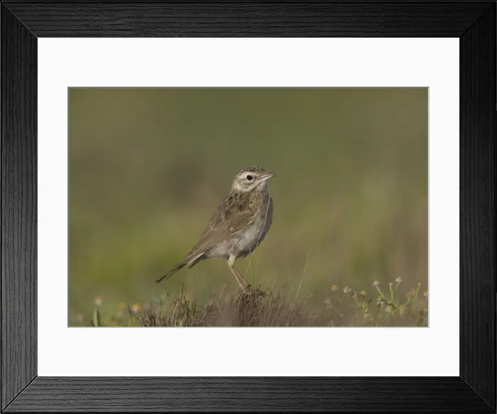 Framed Print : Australasian Pipit - 50km north of Ti Tree - Northern Territory - Australia Framed Print : Australasian Pipit - 50km north of Ti Tree - Northern Territory - Australia
