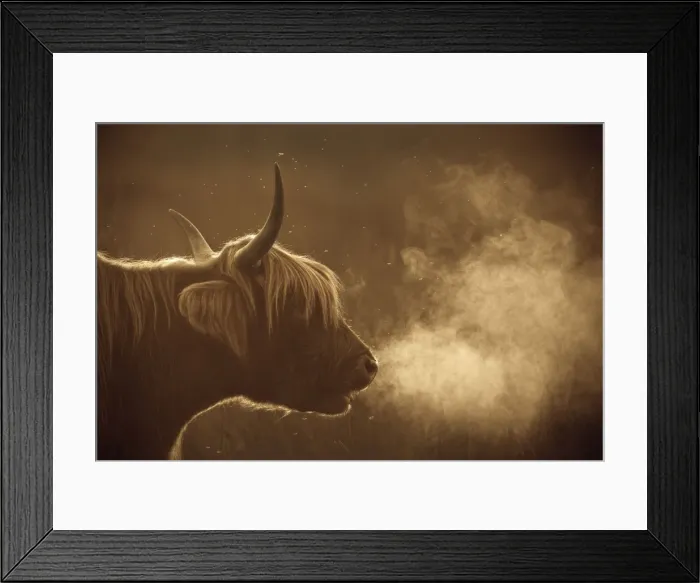 Framed Print : Highland Cattle - breath visible - Norfolk grazing marsh - UK Framed Print : Highland Cattle - breath visible - Norfolk grazing marsh - UK
