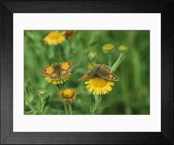 Framed Print : Meadow Brown and Hedge Brown Butterflies (Pyronia tithonus) - both female Framed Print : Meadow Brown and Hedge Brown Butterflies (Pyronia tithonus) - both female