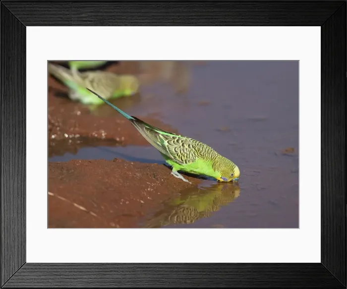 Framed Print : Budgerigar - male drinking at Brown's bore overflow south of Mt Liebig - Northern Territory - Australia Framed Print : Budgerigar - male drinking at Brown's bore overflow south of Mt Liebig - Northern Territory - Australia