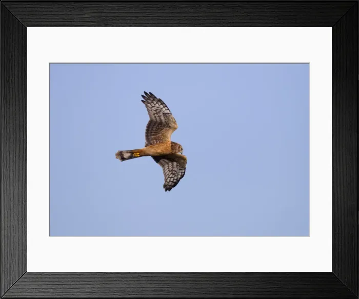 Framed Print : Hen / Northern Harrier - in flight during early fall migration - September in Connecticut - USA Framed Print : Hen / Northern Harrier - in flight during early fall migration - September in Connecticut - USA