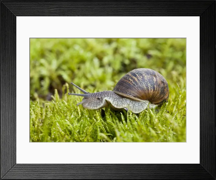 Framed Print : Garden Snail - single adult crawling across moss - Wiltshire - England - UK Framed Print : Garden Snail - single adult crawling across moss - Wiltshire - England - UK