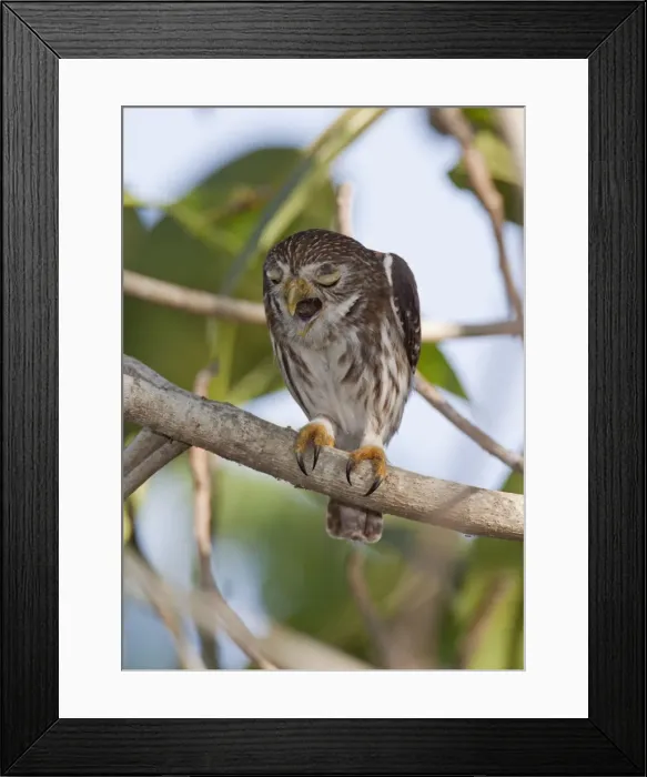 Framed Print : Ferruginous Pygmy-owl - regurgitating a pellot - Nayarit - Mexico - March Framed Print : Ferruginous Pygmy-owl - regurgitating a pellot - Nayarit - Mexico - March