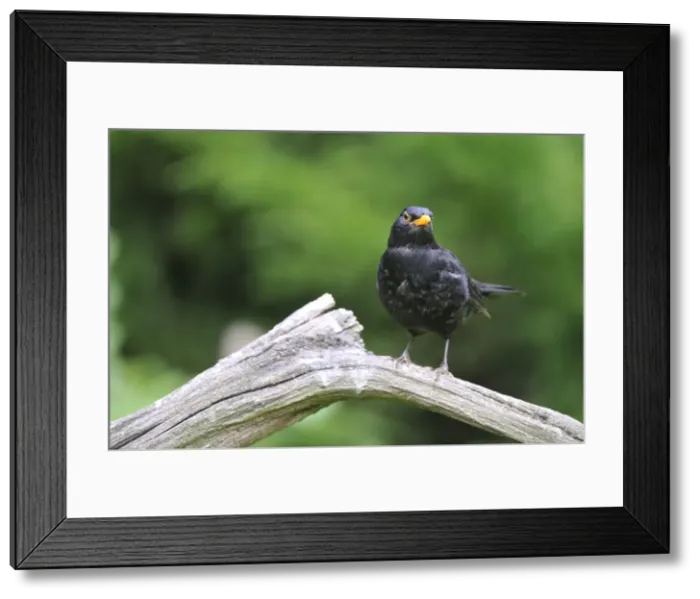 Framed Print : Blackbird - male on dead branch Framed Print : Blackbird - male on dead branch