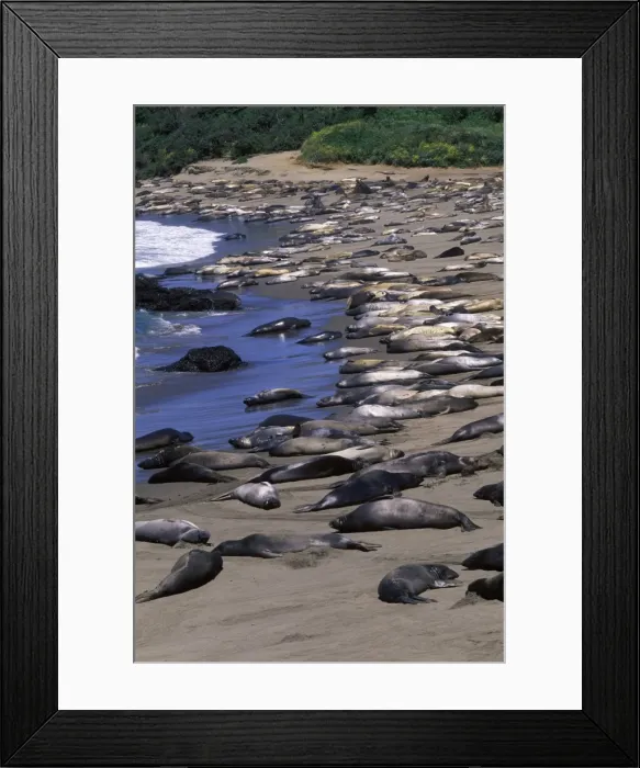 Framed Print : Northern Elephant Seal - group of females and young resting on the beach during the molting season - Piedras Blancas colony - California coast - North America - Pacific Ocean Framed Print : Northern Elephant Seal - group of females and young resting on the beach during the molting season - Piedras Blancas colony - California coast - North America - Pacific Ocean