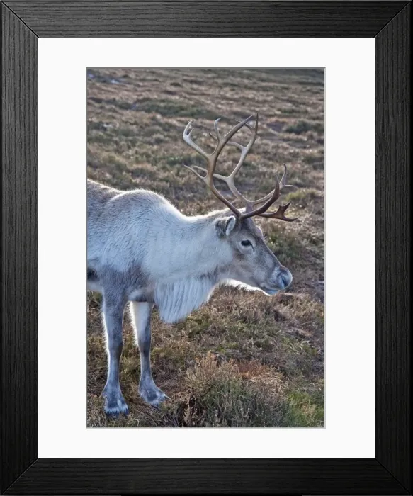 Framed Print : Reindeer - Cairngorm NP - Scotland Framed Print : Reindeer - Cairngorm NP - Scotland