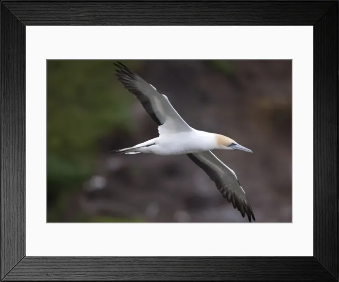 Framed Print : Australasian Gannet - in flight - near the colony at Muriwai - west Auckland - New Zealand Framed Print : Australasian Gannet - in flight - near the colony at Muriwai - west Auckland - New Zealand