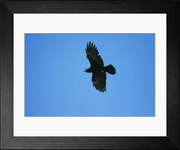 Framed Print : American Crow JZ 1772 Hammonasset State Park, Connecticut, USA. Corvus brachrhynchos © Jim Zipp / ARDEA LONDON Framed Print : American Crow JZ 1772 Hammonasset State Park, Connecticut, USA. Corvus brachrhynchos © Jim Zipp / ARDEA LONDON