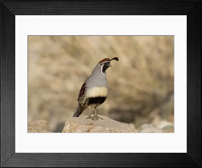 Framed Print : Gambel's Quail - adult male - March - Southeast Arizona - March - USA
