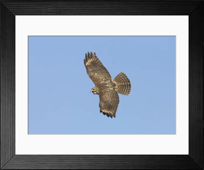 Framed Print : Red-shouldered Hawk - immature bird calling in flight during fall migration - October in Connecticut - USA Framed Print : Red-shouldered Hawk - immature bird calling in flight during fall migration - October in Connecticut - USA