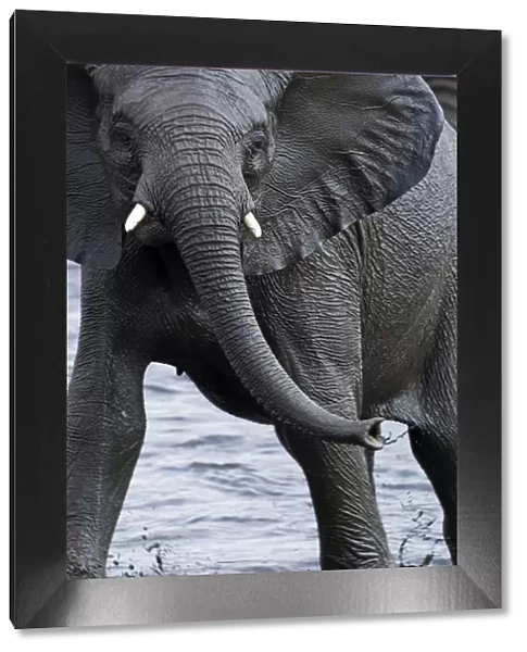 African Elephant - juvenile standing in a water hole - Etosha National Park - Namibia - Africa