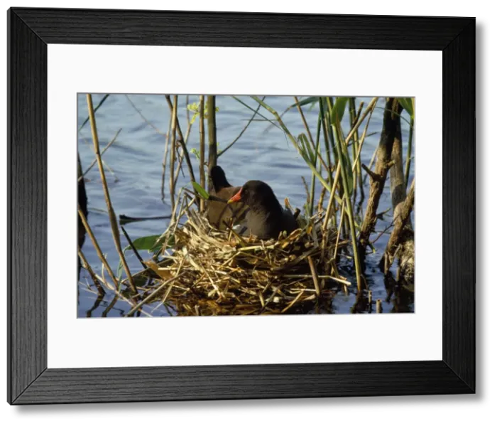 Framed Print : Moorhen - incubating eggs on nest Framed Print : Moorhen - incubating eggs on nest