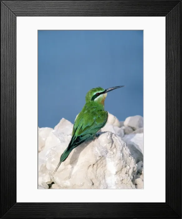 Framed Print : Blue-cheeked Bee-eater Framed Print : Blue-cheeked Bee-eater