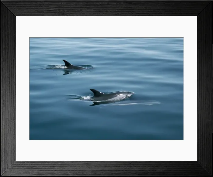 Framed Print : Atlantic White-sided Dolphin Framed Print : Atlantic White-sided Dolphin