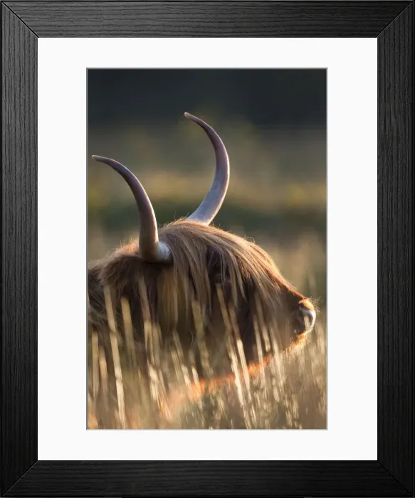 Framed Print : Highland Cattle - Norfolk grazing marsh - UK Framed Print : Highland Cattle - Norfolk grazing marsh - UK