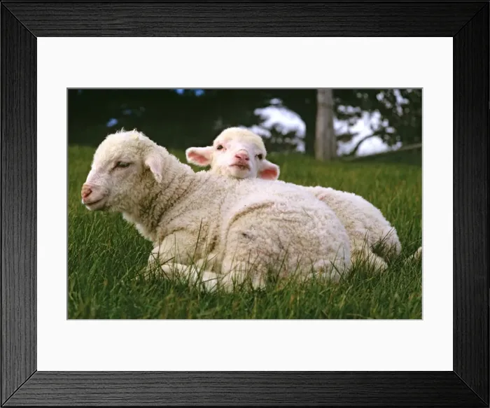 Framed Print : Merino lamb - peering over shorn mother's back Geelong, Victoria, Australia JLR05144 Framed Print : Merino lamb - peering over shorn mother's back Geelong, Victoria, Australia JLR05144