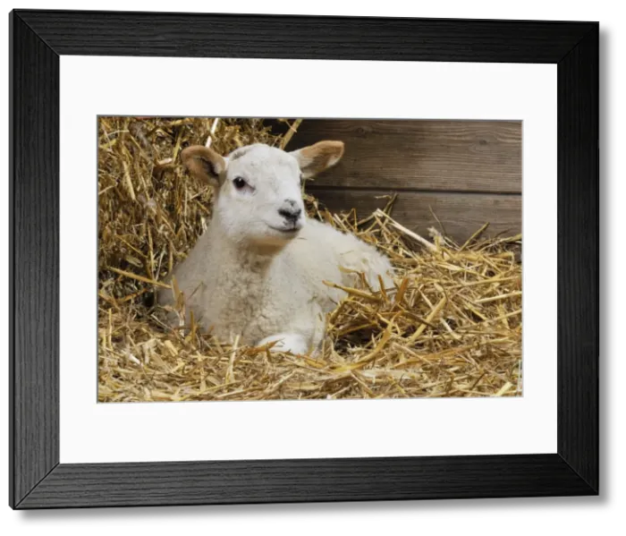 Framed Print : LAMB. Cross breed lamb sitting in straw Framed Print : LAMB. Cross breed lamb sitting in straw