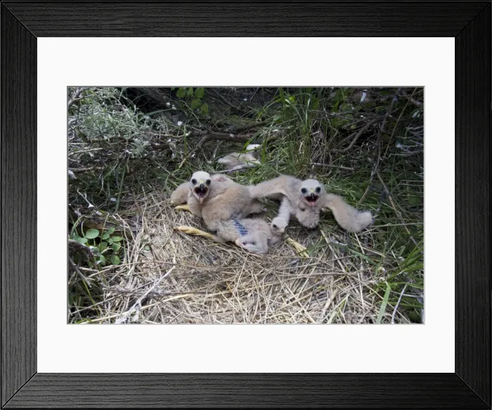 Framed Print : Hen / Northern Harrier - chicks at nest site on ground in early summer - July in Wyoming - USA Framed Print : Hen / Northern Harrier - chicks at nest site on ground in early summer - July in Wyoming - USA