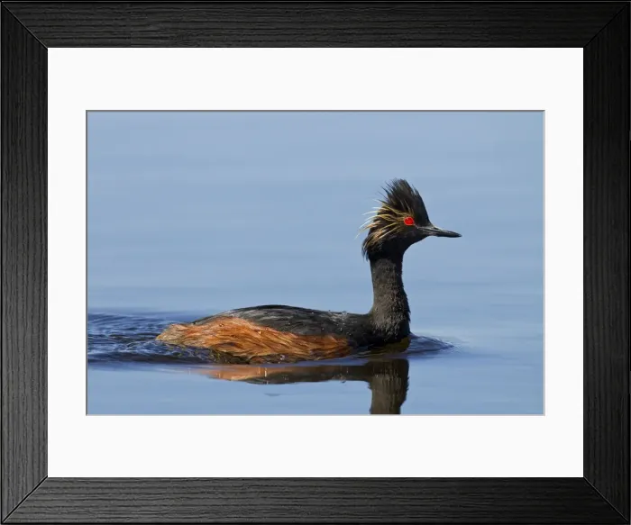 Framed Print : Black-necked / Eared Grebe - adult in summer - July - Colorado - USA Framed Print : Black-necked / Eared Grebe - adult in summer - July - Colorado - USA
