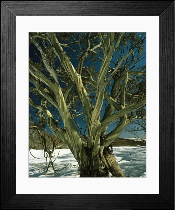 Framed Print : Snow Gum - Kosciuszko National Park, New South Wales, Australia JPF02849 Framed Print : Snow Gum - Kosciuszko National Park, New South Wales, Australia JPF02849