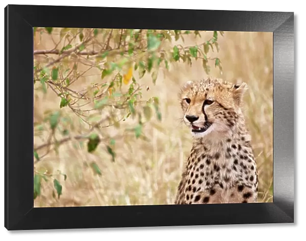 Cheetah - head close up - Masai Mara - Kenya