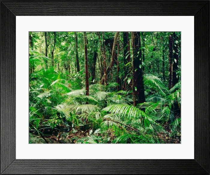 Framed Print : Tropical rainforest during rain Daintree National Park, Queensland, Australia JFL00162 Framed Print : Tropical rainforest during rain Daintree National Park, Queensland, Australia JFL00162