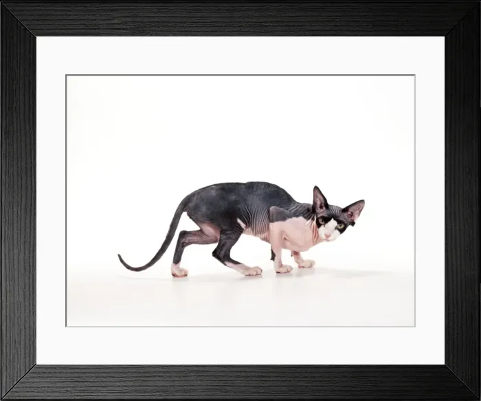 Framed Print : Cat JD 14886 Sphynx - Black and White © John Daniels / ARDEA LONDON Framed Print : Cat JD 14886 Sphynx - Black and White © John Daniels / ARDEA LONDON