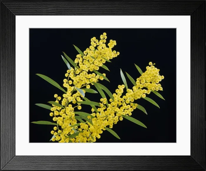 Framed Print : Golden Wattle - Australia's floral emblem, Australia JPF02599 Framed Print : Golden Wattle - Australia's floral emblem, Australia JPF02599