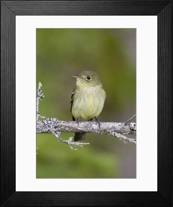 Framed Print : Yellow-bellied Flycatcher - spring - northern Maine - USA Framed Print : Yellow-bellied Flycatcher - spring - northern Maine - USA