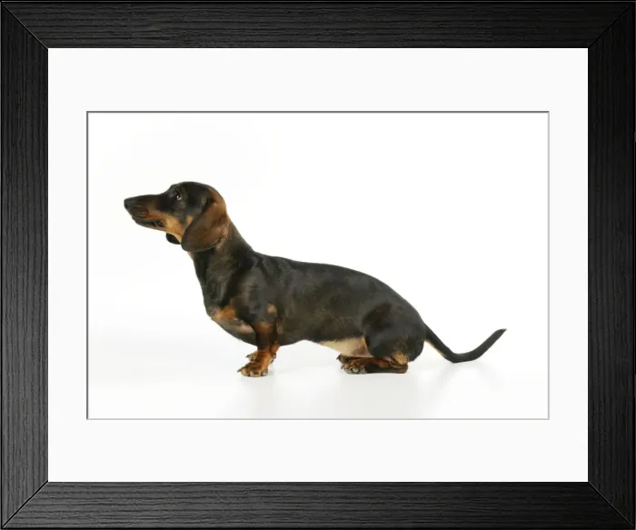 Framed Print : DOG. Smooth haired minature dachsund sitting Framed Print : DOG. Smooth haired minature dachsund sitting